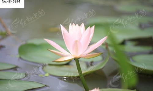 灵甘草功效与作用是什么-灵甘草是甘草吗专区_灵甘草是甘草吗专区_灵甘草功效与作用网