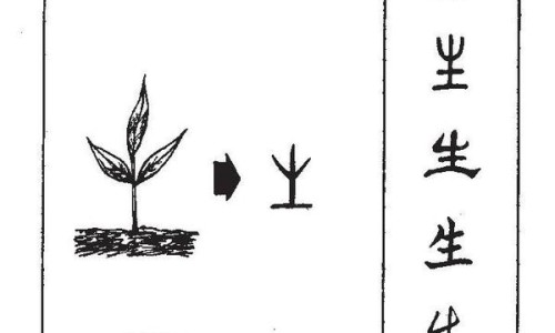 灵甘草功效与作用图片-灵甘草是甘草吗专区_灵甘草是甘草吗专区_灵甘草功效与作用网